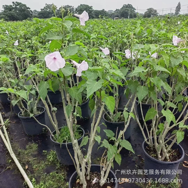 Деревья и горшечные маленькие кустарники Положительные растения Hedgerows Садовые комки, ротанг, устойчивые к холоду и засухе бесплодные оптом