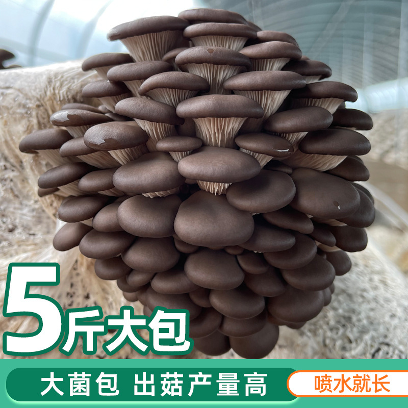 Oyster mushroom large spawn bag 5lb big pack high yield fruiting edible fungi planting cultivation potted balcony mushroom spawn