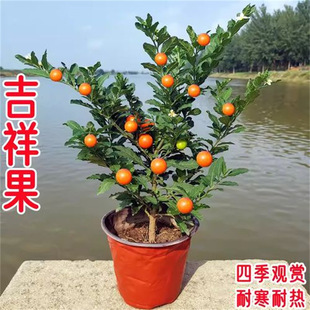 ɺ�������Զ�ɺ���҃��̨����ɺ�������c���_���^���ļ�����ֲ��