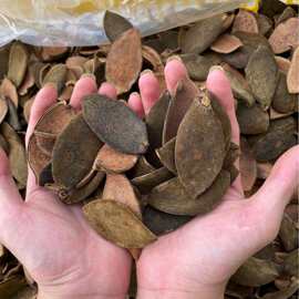 精品化橘红皮三蒸三晒传统工艺化橘红地理标志核心产区认证