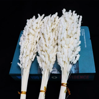 精灵草 厂家直发 潘帕斯草花束组合 ins森系自然家居装饰