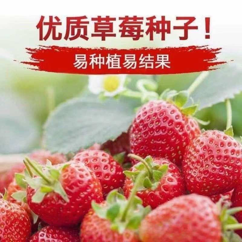 Семена клубники легко выращивать в любое время года, подходят для двора, балкона, в горшках, для комнатных и уличных цветов, семена цветов, кремовые фрукты.