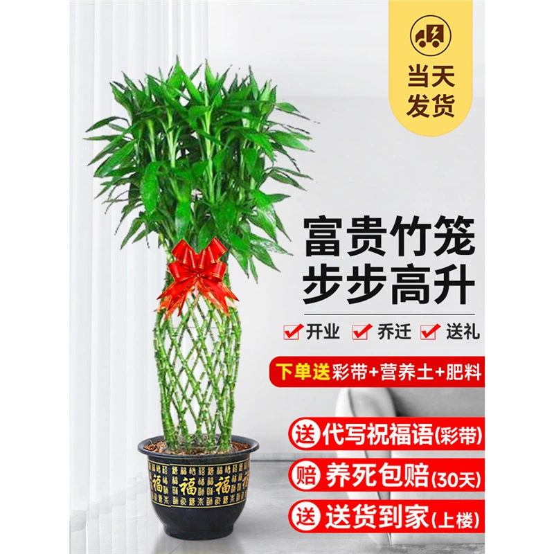 Богатое растение в горшке в бамбуковой клетке, богатая форма плетения бамбука, большое зеленое растение, гостиная в помещении, офис, подарок на новоселье, церемония открытия