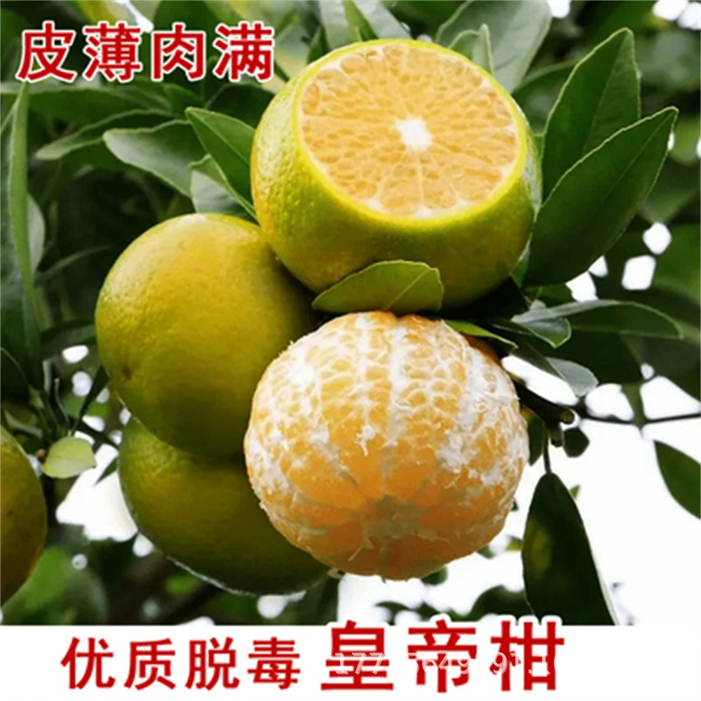 Цитрон Мед Кумкват дерево с фруктами двор земля посадка Апельсиновое дерево балкон горшок прививки оранжевый саженец плод года