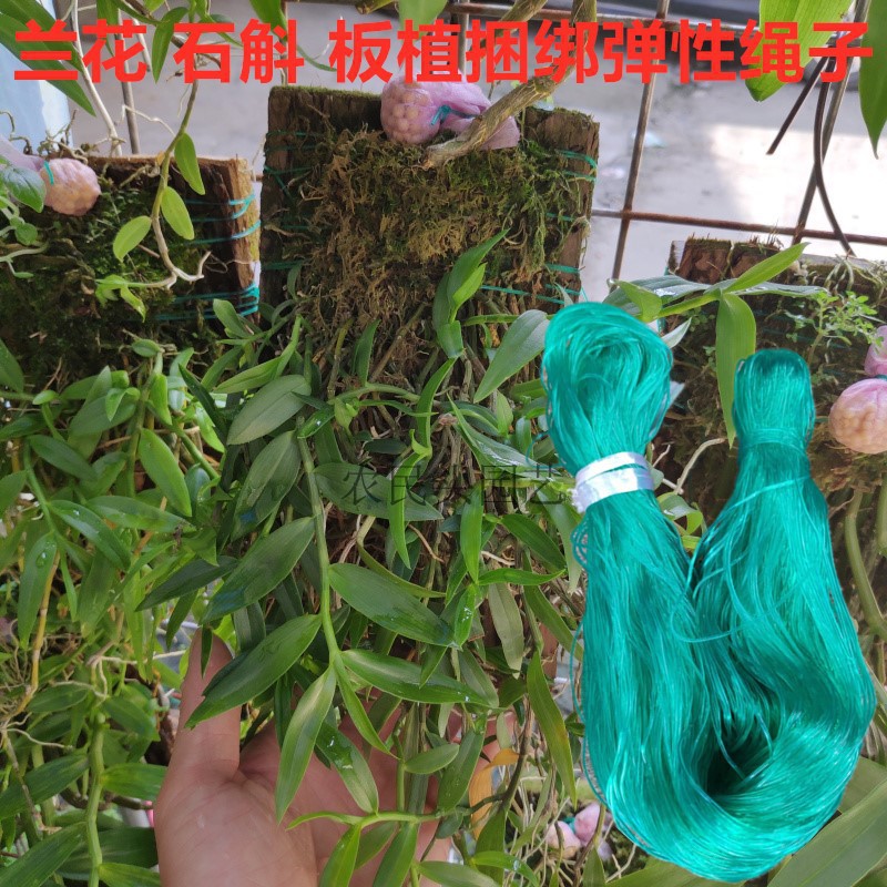 弹性绳子塑料青胶线蛇木板杉树皮板捆绑绳石斛兰花洋兰板植用绑线