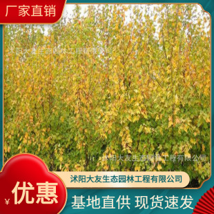 �������l �Ԯa���NŲ���ʘ��� ���^�쾰��·�@�ֹ��̾G����