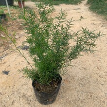 �������T�����в�ș�������춬�����^�~�����҃ȴ������ֲ�����l