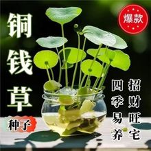 �~�X��ˮ��ֲ����~ˮ�B���X�ݾGֲ�~��ˮ���k�����������ԃ���ˮ