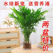 袖珍椰子水培植物竹水养富贵椰子客厅办公室桌面好养绿植花卉批发