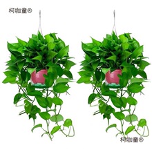 藤培卧室禄盆栽办公室萝吊篮办公客厅花卉水长公室绿植植款麦太保