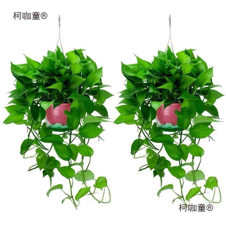 藤培卧室禄盆栽办公室萝吊篮办公客厅花卉水长公室绿植植款麦太保