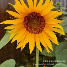 观赏向日葵种子紫色向日葵鸿运向日葵油葵玩具熊向日葵多头矮杆