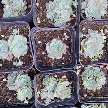 ӳɏA   6.5cm  ^  ֱֲNă