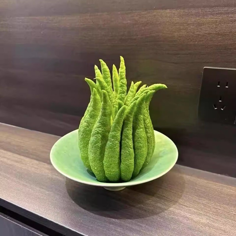 云南新鲜佛手柑香橼观赏可食用天然香水培把玩观赏闻香清供插花果|undefined