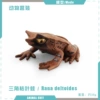 T15713 Triangular Leaf Frog 35g