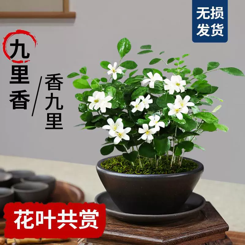 Jiuli ароматный горшок в китайском стиле, маленький бонсай, комнатный офис, кабинет, чайный столик, растение, четырехсезонные вечнозеленые декоративные украшения