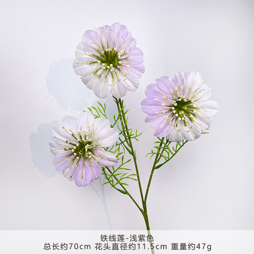 CC-铁线莲-浅紫