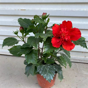 ��ɣ�������ذꎧ�����tɫ�����҃��̨ͥԺ�ļ����ܾGֲľ�Ș���