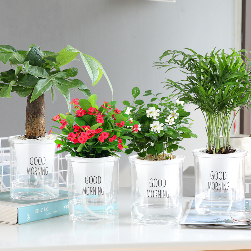 [향기로운 꽃과 녹색 식물 4 화분] 돈나무 + 코코넛 + 철 베고니아 + 구리향