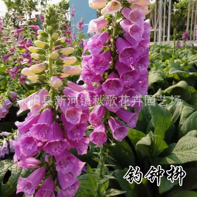 Семена Саликс кампестрис Семена цветов Балкон Трава Семена Цветов Морозостойкий Ландшафтный цветок Семена морских цветов Семена цветов