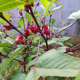 洛神花种花苗洛神种花茶红桃k种子花籽四季阳台种籽玫瑰茄苗盆栽