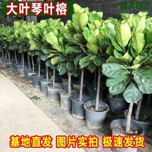 ���~�������҃ȴ��~�Ϙ��W�t�Gֲ�k���ұ��W����ֲ��͏d��غ��B