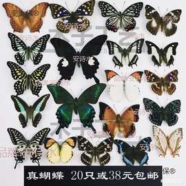 -品相真蝴蝶标本未展翅原蝶杂蝶昆虫幼儿园教学收藏摄影道麦太保