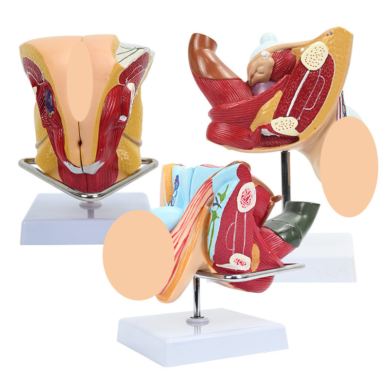 ��Ů��ֳϵͳģ�� ҽԺ������ϵͳ��ѧģ�� ʸ״�������ٽ���ģ��