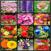 180样不重复花种子 四季易养活可驱蚊室内外阳台净化空气花种子