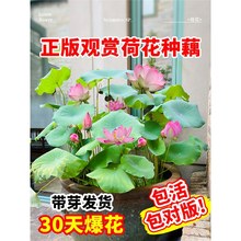 �ɻ�����ˮ�Bź�Nź��ɏ������ɏź���~����ˮ��ֲ�ﻨ���^�p˯ɏ