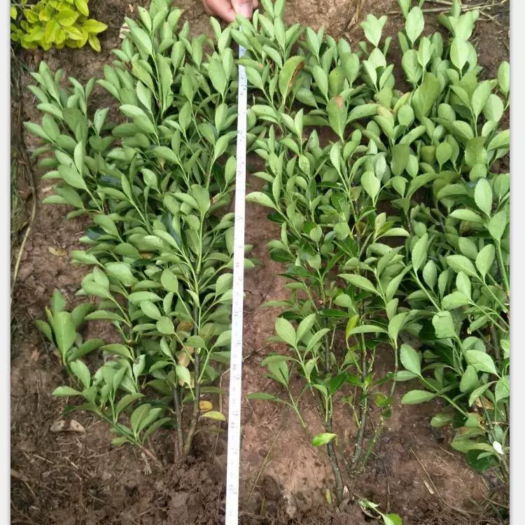 Зеленение рассады, уличных деревьев, живой изгороди, рассады крупнолистного самшита, рассады самшита Хоккайдо, вечнозеленых растений круглый год.