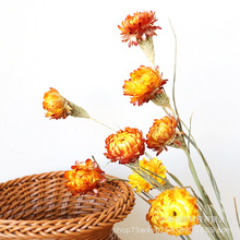 干花麦秆菊七彩菊菠萝菊太阳花波斯菊云南真花客厅摆设装饰花束