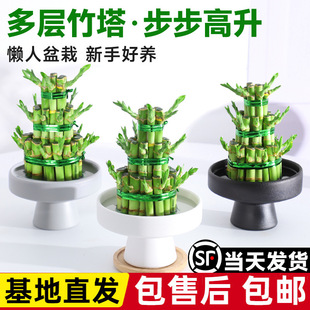 ���F��ˮ��ֲ��͏d��ؔ�D�\��ˮ�B�����^����Gֲ���Թ�����