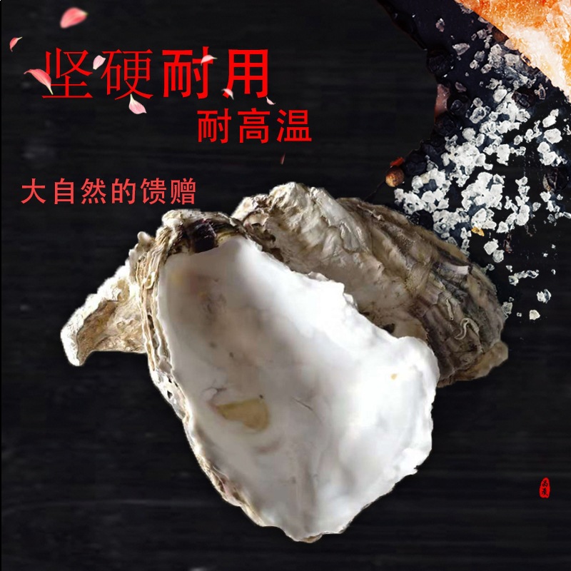 天然外墙装饰蚝壳滤材锦鲤鱼池净化水质生蚝壳中大型鱼池滤材蚝壳