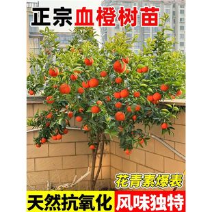Ѫ���Ә���޽Ӽ~�ɠ�Ě�ȼt�������ϱ����NֲͥԺ���Ե��Թ�����