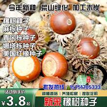 辽东种子-辽东种子批发、促销价格、产地货源 - 阿里巴巴