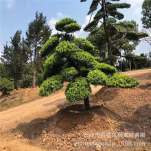 基地批發羅漢松 湖南造型羅漢松樹 高品質 高成活工程綠化苗木