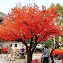 仿真红枫树枫叶树大树酒店大型仿真树室内景观装饰假树落地仿真树