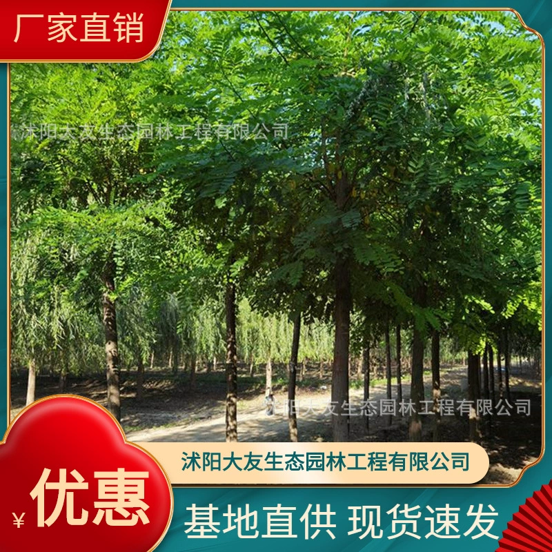 Базовые Оптовые саженцы Robinia pseudoacacia собственного производства Живописный пейзаж Дорога Сад инженерные Зеленые саженцы