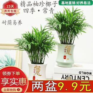 Pocket-Sized Coconut Palm Lazy Water-Absorbing Potted Green Plant Flower Indoor Living Room All-Season Evergreen Easy-To-Care-For Phoenix Tail Bamboo