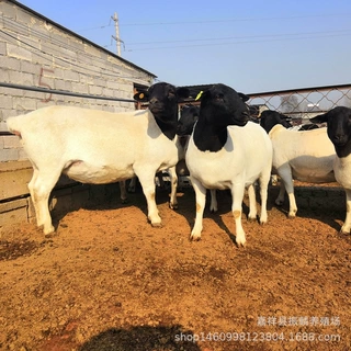 白头杜泊绵羊多少一只黑头杜泊绵羊羊羔绵羊跟山羊区别