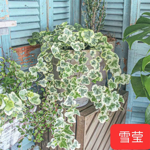 ѩ�������������M��ϡ�������^�~ֲ���҃ȾGֲ����ֲ����B�׻�