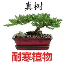 迎客松盆景植物室内松树绿植花卉小盆栽四季常青真树造型盆景树桩