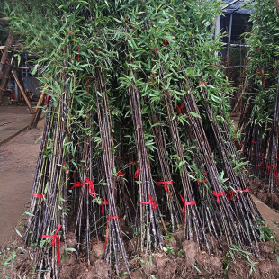 �������������������ͥԺ�G���ļ���������ͺ�ֲ���ϱ����Nֲ