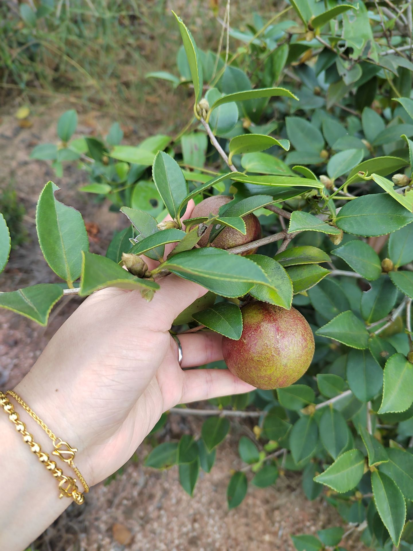 油茶籽和山茶油-28