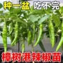 四季庭院春季盆栽蔬菜苗