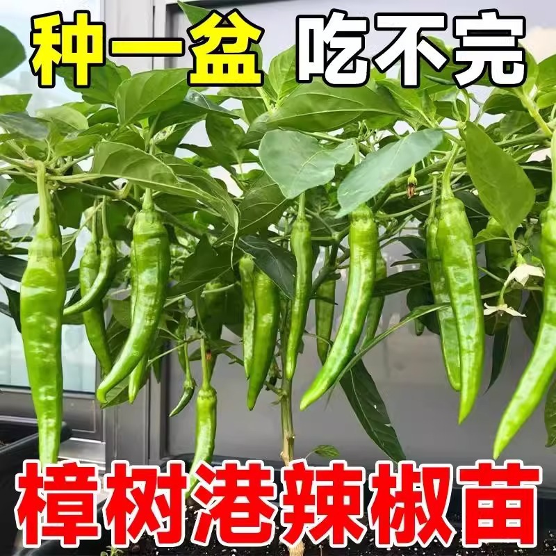 线椒苗四季阳台盆栽种植好养辣椒苗薄皮椒杭椒秧苗春季庭院蔬菜苗