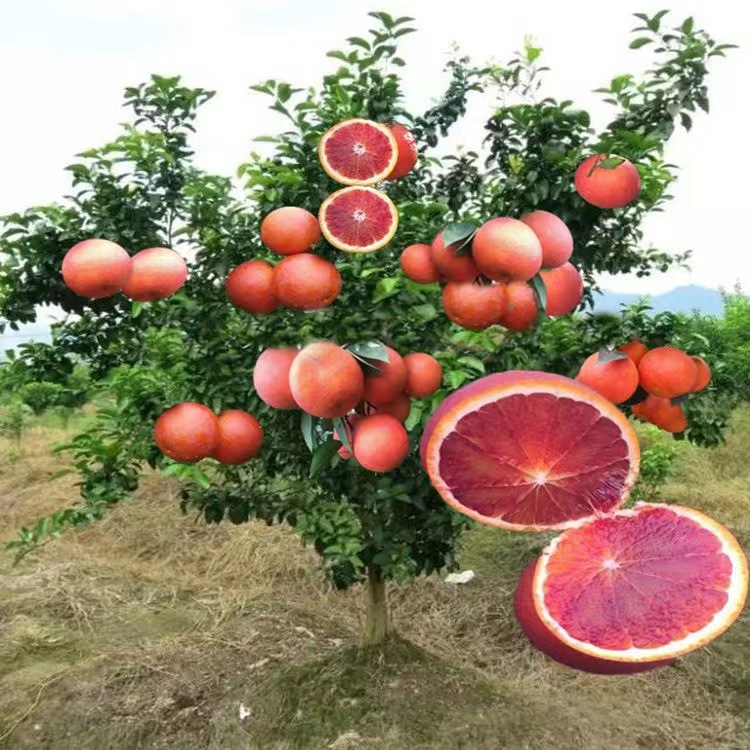 批发橙子树苗嫁接果树果苗沃柑皇帝柑树苗红美人椪柑树果树种植苗