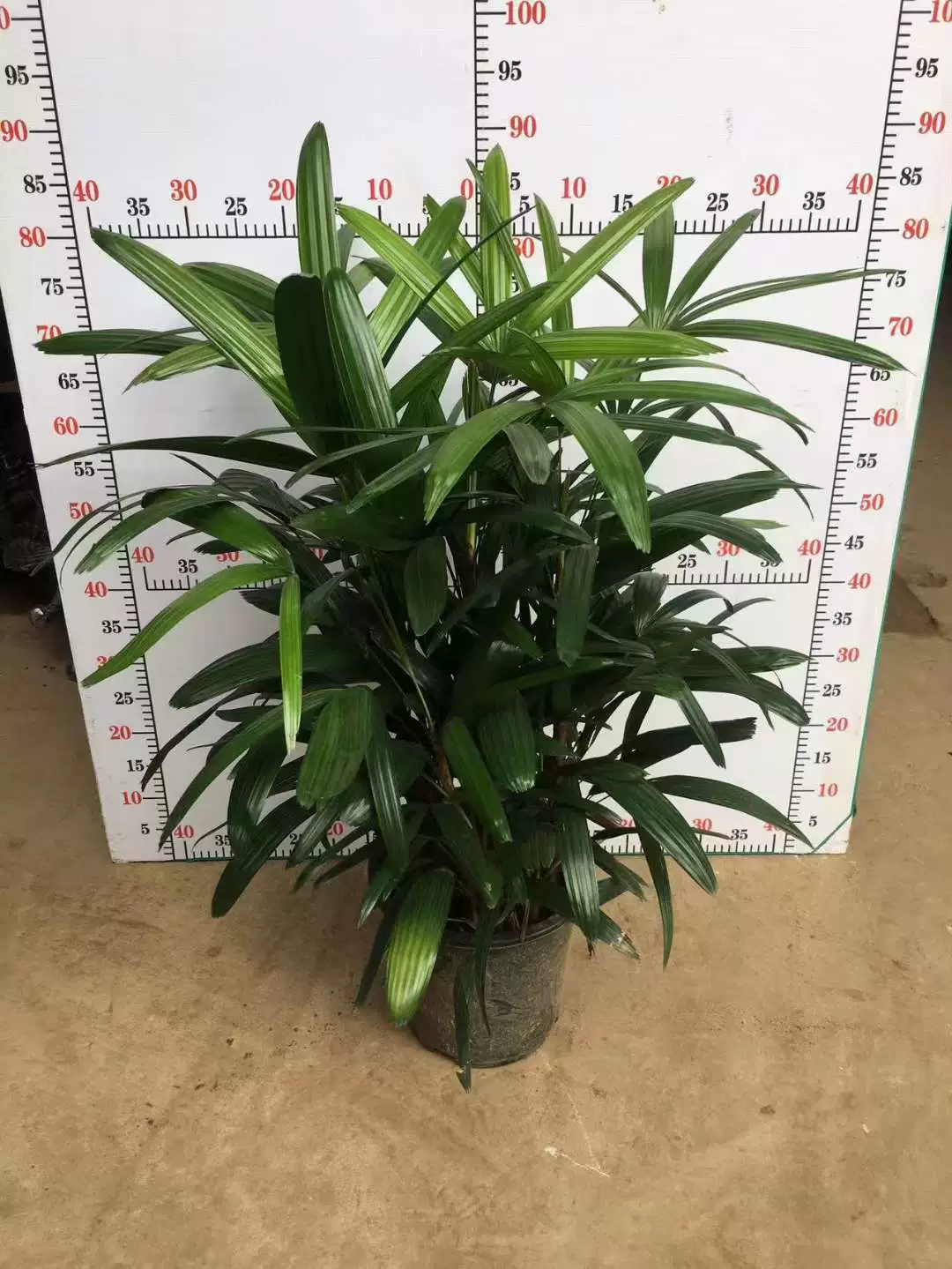 [Base Direct Supply] Зеленое растение в горшке Домашнее зеленое растение Цветок Премиум 280 Коричневый бамбук 90 см