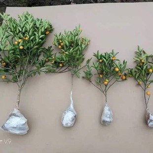 ��ۘ�������С����Ә����Ե����������ʳ���ļ�����������